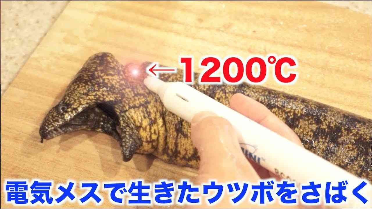 電気メスでウツボさばいたら予想外のトラブルが起こった！！ - YouTube