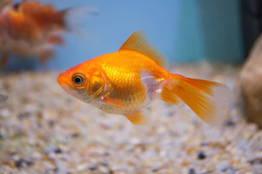 スウェーデン：愚痴や事実は「ヘイト」として起訴。レイプ犯罪は放置、病院は被害者より難民を優先。 | ナスタチウムのブログ