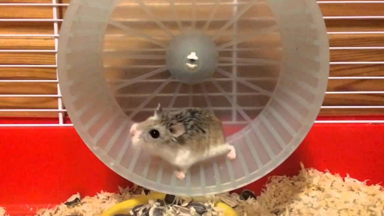 有酸素運動好きな人ー！