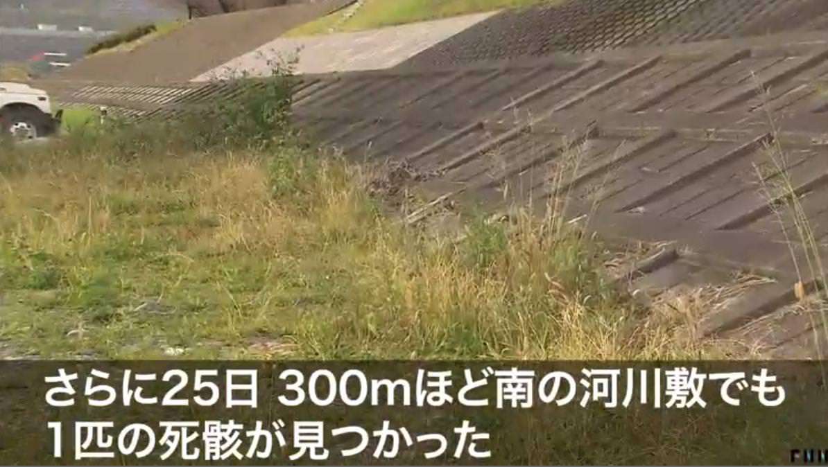 神奈川 猫の死骸相次ぐ 何者かが餌に毒物混入か
