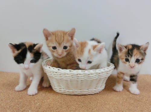 好きな猫ランキング18 ダントツ1位は アメリカンショートヘアー ガールズちゃんねる Girls Channel