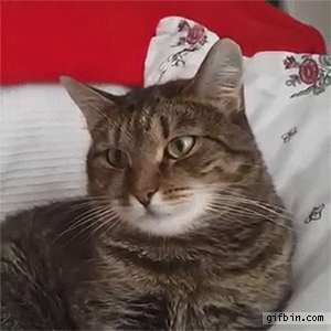 ビックリ顔、まったり顔の動物画像を貼るトピ