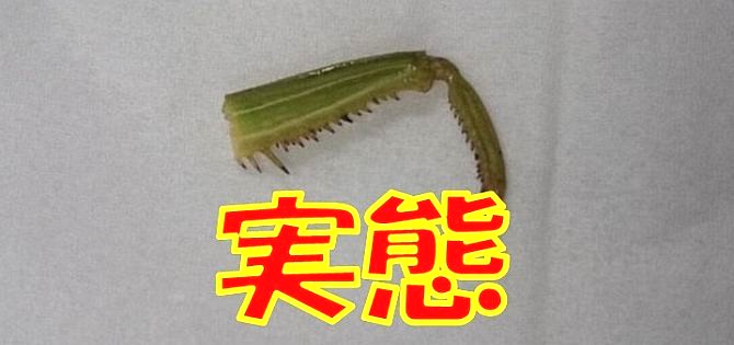 セブン－イレブン「カマキリの足が混入」は氷山の一角だった！その実態とは | 探偵Watch（探偵ウォッチ）