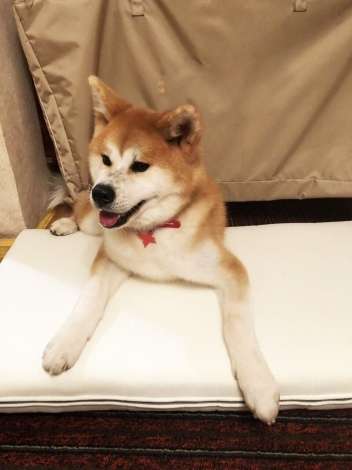 ザギトワ選手の“愛犬マサル”肉球で調印 『エアウィーヴ』と広告出演契約