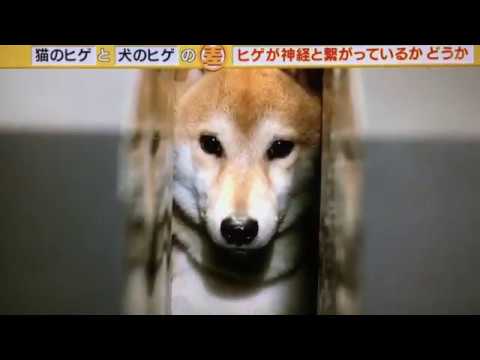 犬と猫のヒゲの違いの実験が可愛すぎる！ｗ - YouTube