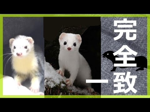飼ってみたい動物はなんですか?