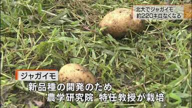 北海道大学でジャガイモの新品種が盗難→韓国で特許出願されるｗｗｗｗｗｗｗｗｗｗｗｗｗ:ハムスター速報