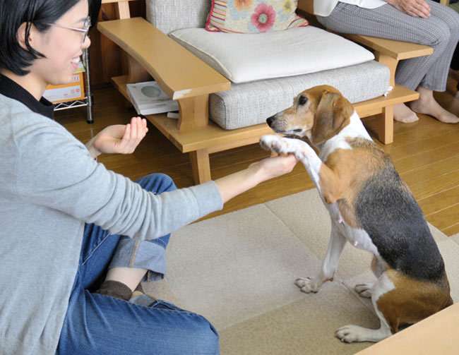 ペットになった元実験犬「しょうゆ」　獣医大生が譲渡願い出る 