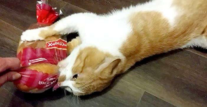 「パンを盗まれてしまった」犯人の猫さんは離す気ゼロで超絶必死な表情が全力で和む