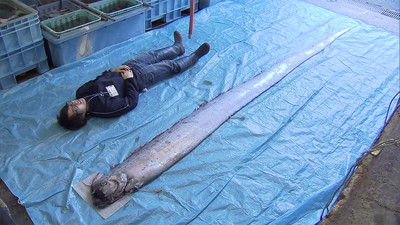 リュウグウノツカイが漂着　体長4.7m!（ホウドウキョク） - Yahoo!ニュース
