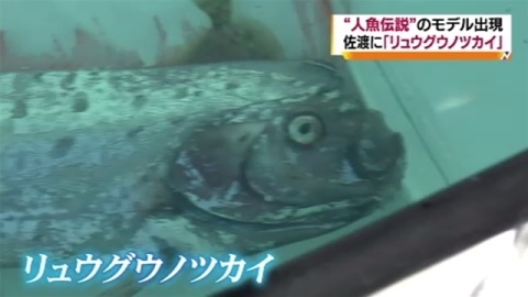 “人魚伝説”のモデル出現、佐渡にリュウグウノツカイ（TBS系（JNN）） - Yahoo!ニュース