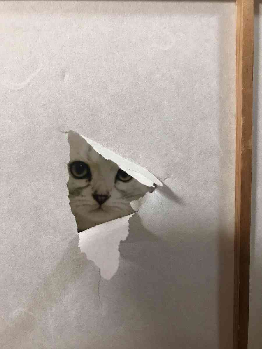 こちらを覗いている動物