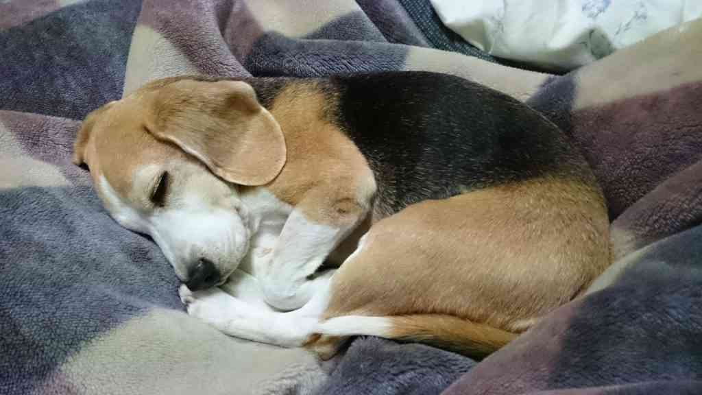 ペットになった元実験犬「しょうゆ」　獣医大生が譲渡願い出る 