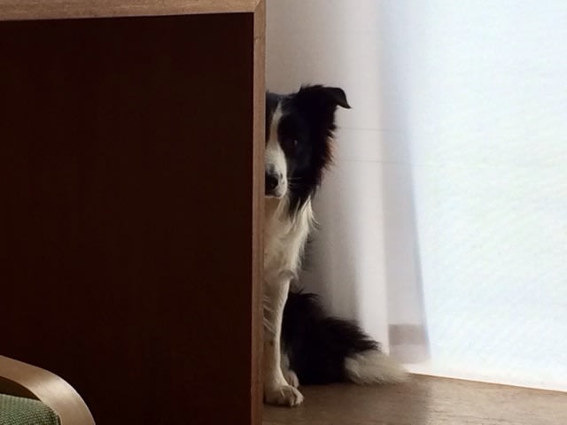 動物たちの「家政婦は見た!」の画像
