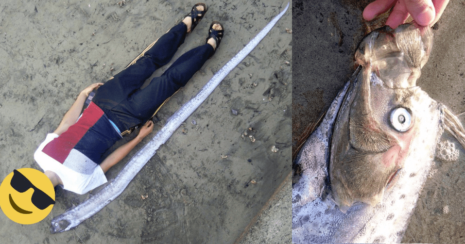    【大阪地震】前日にリュウグウノツカイが続々と打ち上げられていた | netgeek