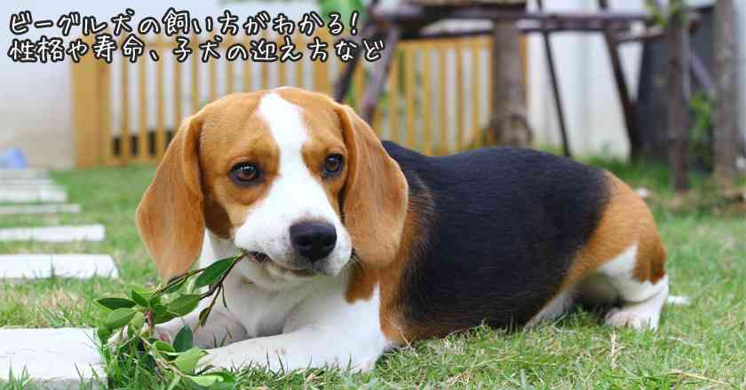 ペットになった元実験犬「しょうゆ」　獣医大生が譲渡願い出る 