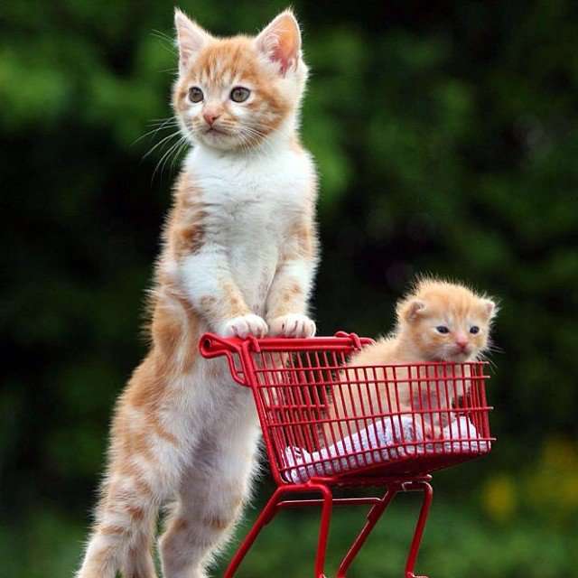 猫か象かチベスナの画像を張るトピ