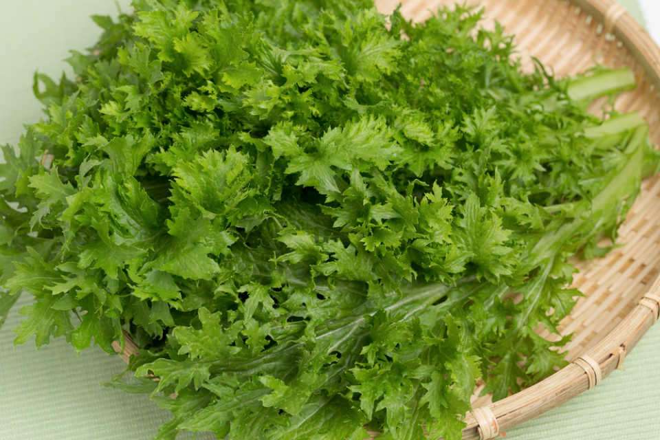 定番野菜じゃないけどオススメなもの