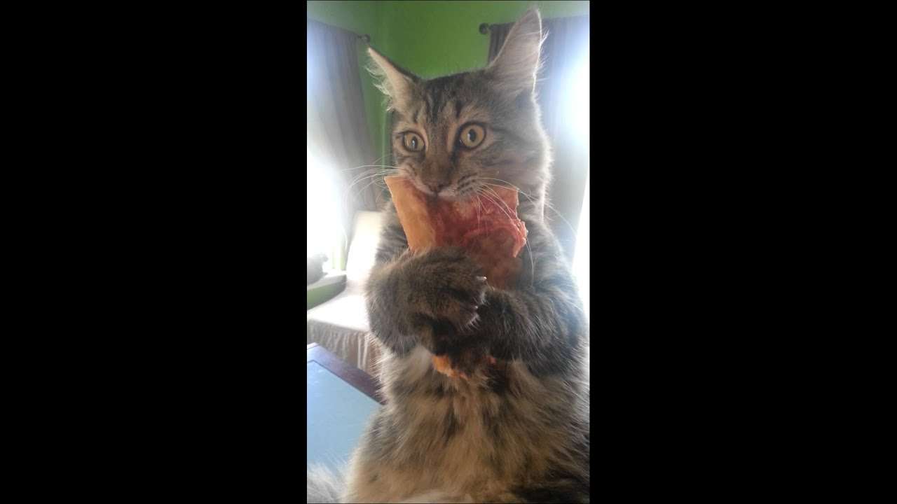 Crazy pizza stealing kitten - YouTube