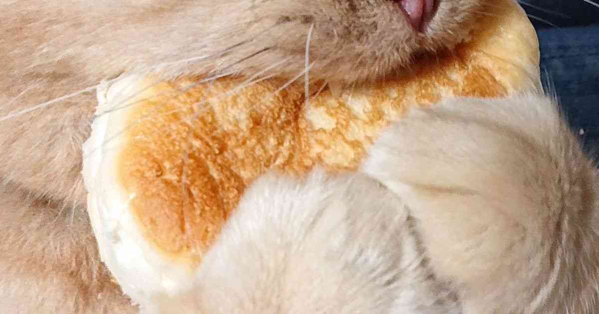 「パンを盗まれてしまった」犯人の猫さんは離す気ゼロで超絶必死な表情が全力で和む「意志が強いｗ」 - Togetter
