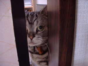 動物たちの「家政婦は見た!」の画像