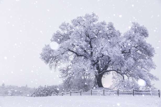 冬好きさん 『画像』