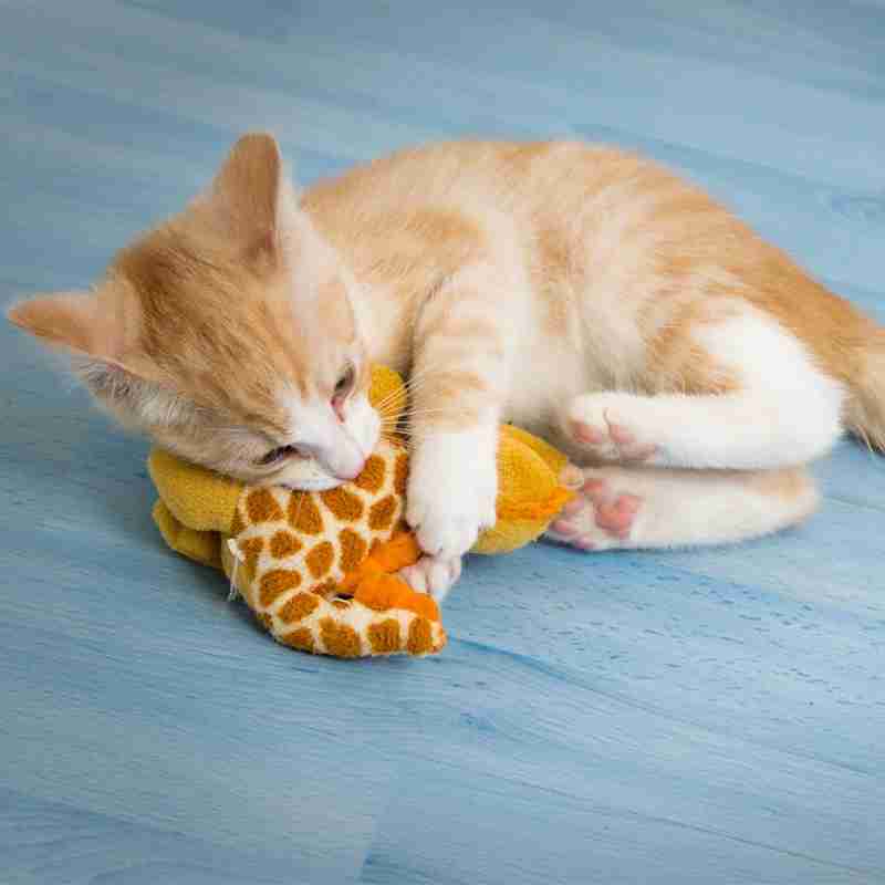 「パンを盗まれてしまった」犯人の猫さんは離す気ゼロで超絶必死な表情が全力で和む