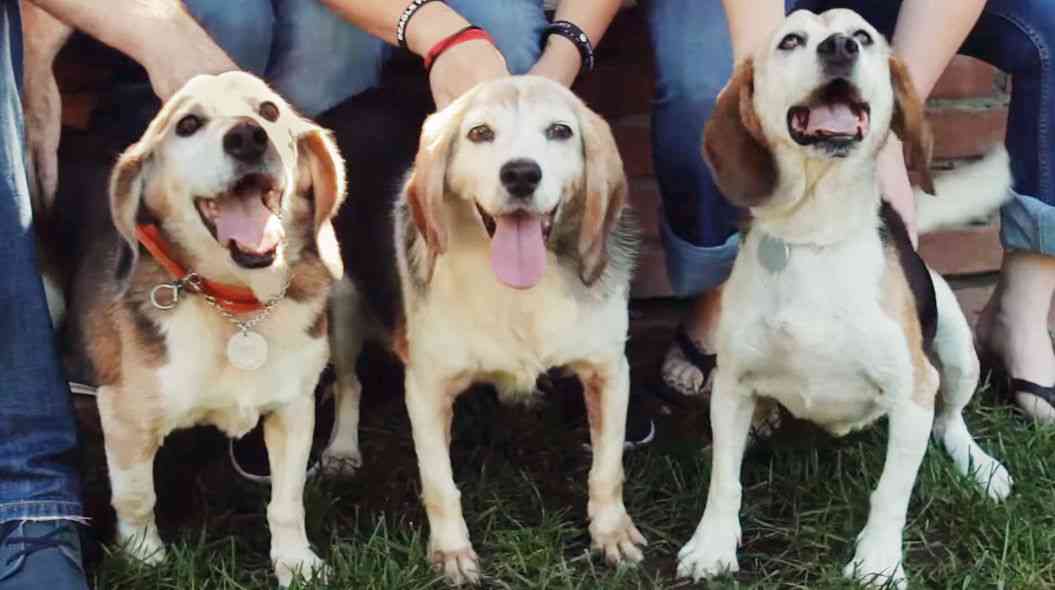 14年間「実験動物」として生かされた、3匹のビーグル犬が自由になった瞬間 | TABI LABO