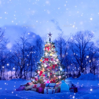 冬好きさん 『画像』