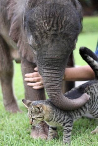 猫か象かチベスナの画像を張るトピ