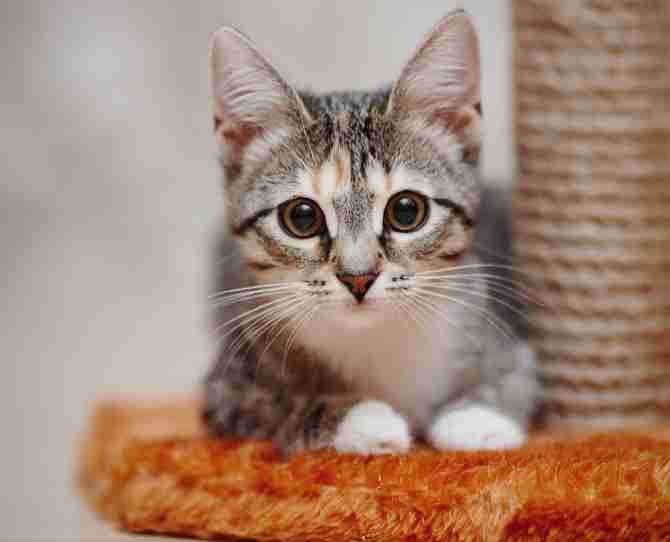  猫が嫌いな人にしか分からないこと