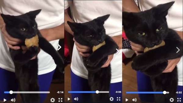 「パンを盗まれてしまった」犯人の猫さんは離す気ゼロで超絶必死な表情が全力で和む