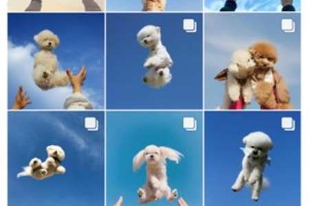 【空ショット】韓国で流行の空ショット。動物虐待の声。日本では子供も？？ | まとめまとめ