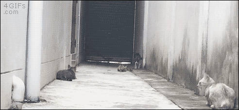 猫か象かチベスナの画像を張るトピ