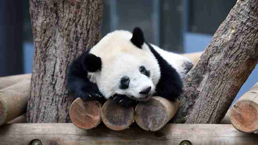 シャンシャン公開中止！「獣医の健康チェック受ける」上野動物園 ガールズちゃんねる Girls Channel