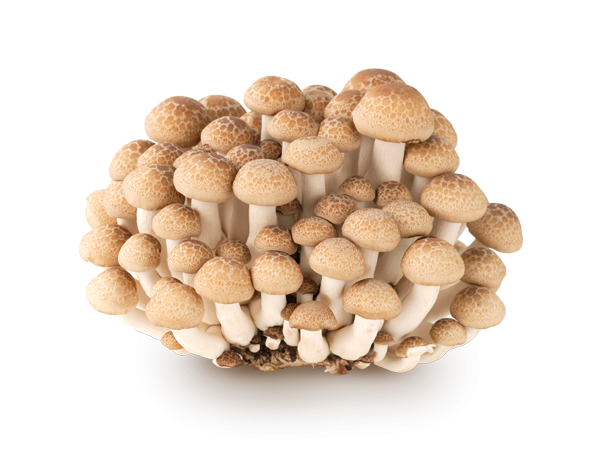 いろんなキノコとキノコ料理の画像が集まるトピ ガールズちゃんねる Girls Channel