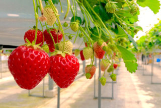 イチゴ狩り、最高何粒食べられますか?