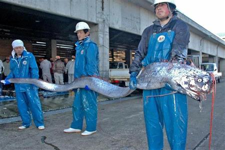 やはり地震の前兆！？　深海魚「リュウグウノツカイ」不気味な出現　　専門家「地震の後に珍しい生物の発見があるのは事実」 - トピックス｜Infoseekニュース