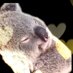 こあら on Twitter: "巷では舌打ちがどうのと話題だったようなので確認しました。
ほんの少しゆっくりにしただけだけど、リップ音は小山さんだよね？んで、舌打ちってわけでもなく、んーっまっ！って感じで出たように見えるけど?
加藤さんの肘とかなんで3人が笑ってるかはよくわかりませんが?
個人の見解でーす… https://t.co/FMNhEtgeyO"