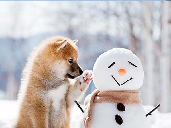 冬好きさん 『画像』