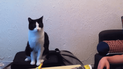 猫飼い主雑談相談トピ
