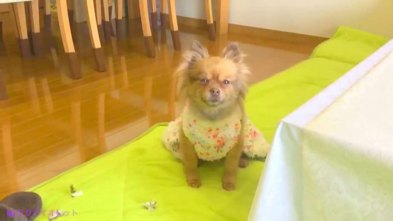 もちろんあんたやろ!! - YouTube