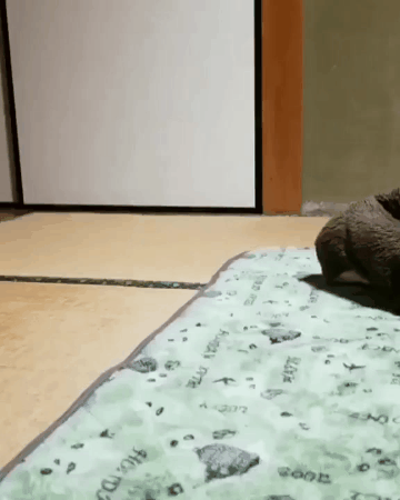 なんかもう色んな事がどうでもよくなった人part2
