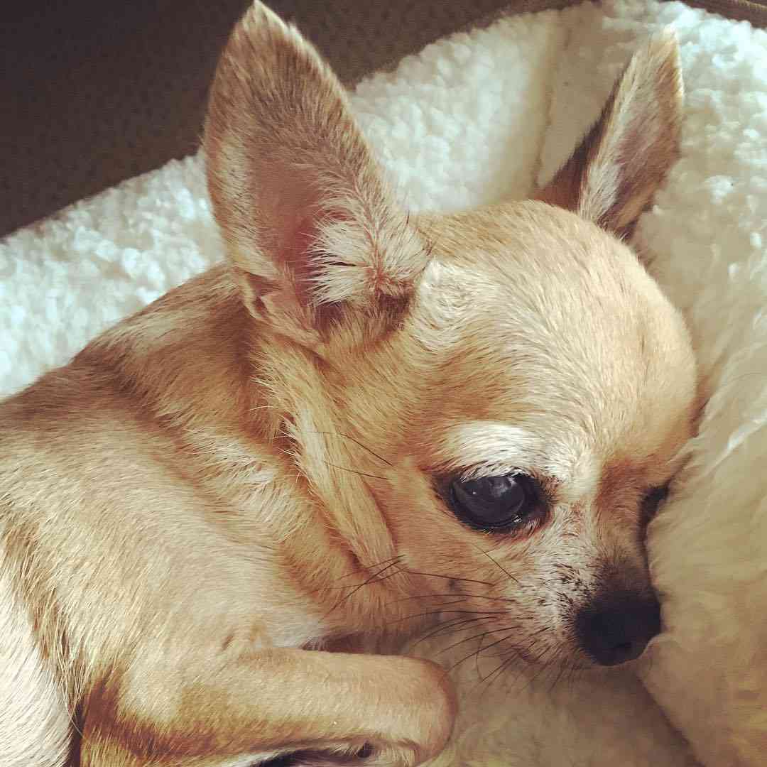 Mieko Hanada on Instagram: “#hawaii #chihuahua #socute#ココちゃん”