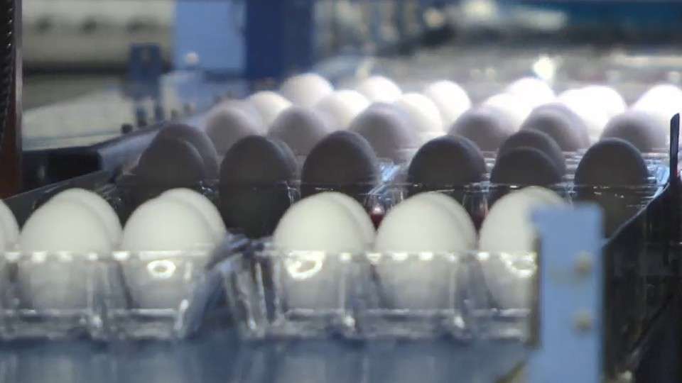 なんで？卵が1パック108円！！“歴史的安値”　の意外な理由 - FNN.jpプライムオンライン