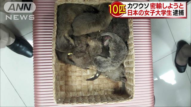 カワウソ10匹密輸しようと…「可哀想と」日本の女子大学生逮捕