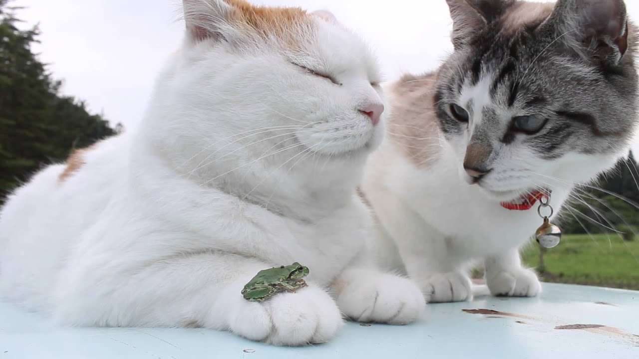 のせ猫 x カエル　Frog put cat 2015/2 - YouTube