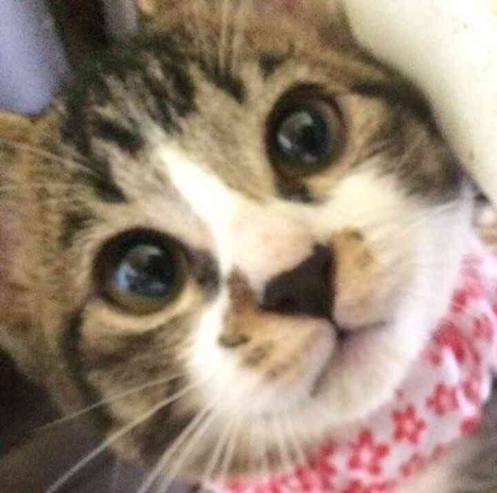 猫飼い主雑談相談トピ