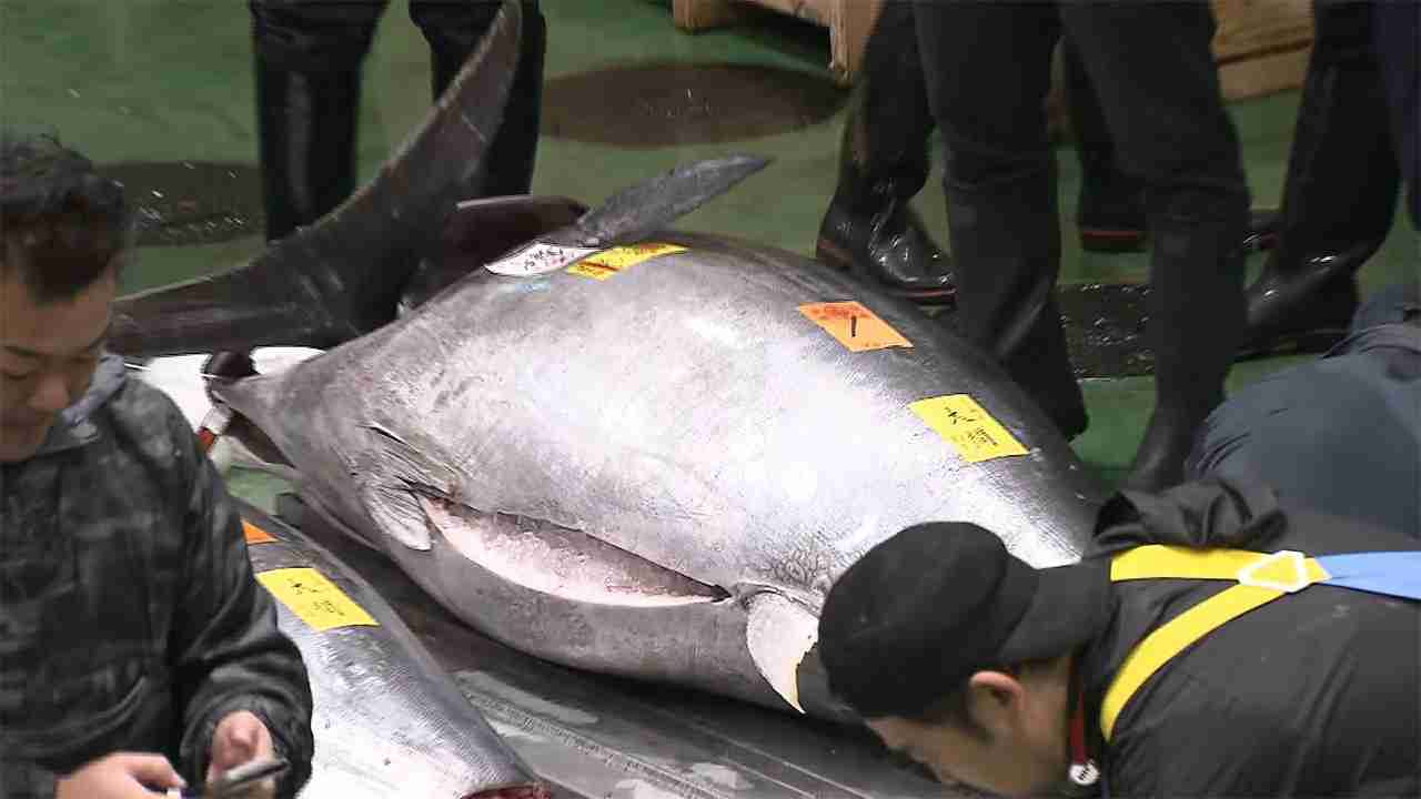 豊洲市場マグロ初競り　過去最高3億3,360万円 - FNN.jpプライムオンライン