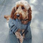 Eleanor Calder (@eleanornews) • Instagram photos and videos